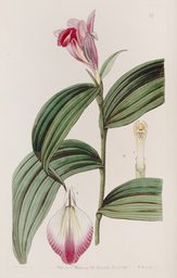 Sydenham_Edwards