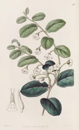 Sydenham_Edwards